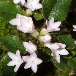 Pink Trailing Arbutus or Mayflower, Epigaea repens