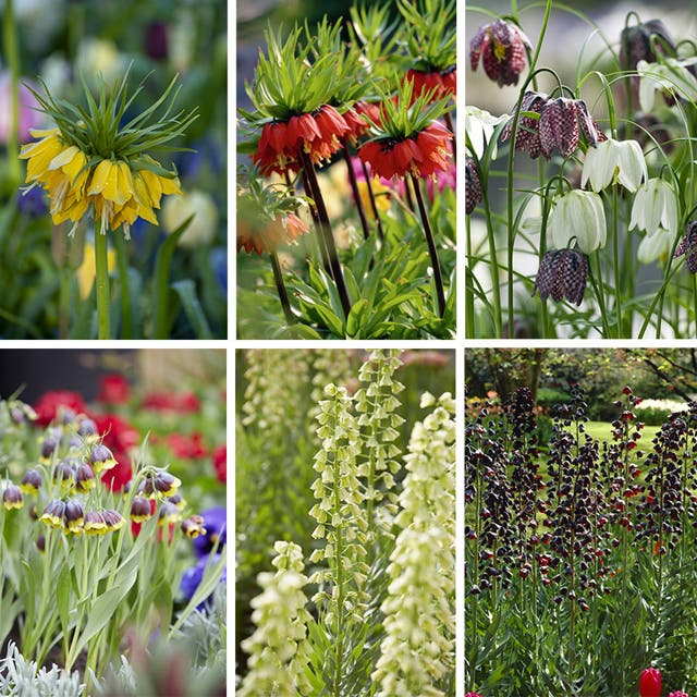 Crown Jewels Fritillaria Bulb Collection