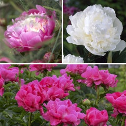 May Mornings Peony Collection		
