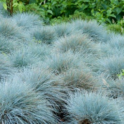 Elijah Blue Fescue Grass, Festuca glauca