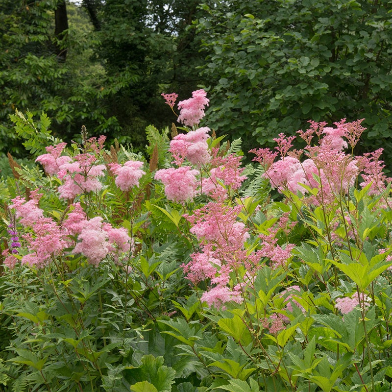 Queen of the Prairie with tall pink airy flowers growing in a garden, Filipendula rubra