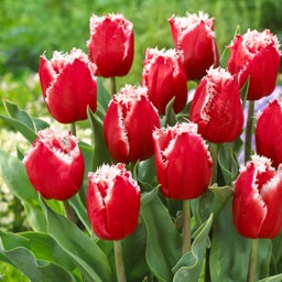 Red and White Fringed Tulip Bulb New Santa, Tulipa