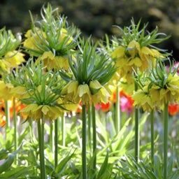 Yellow Crown Imperial Bulbs, Fritillaria lutea, Crown Imperial