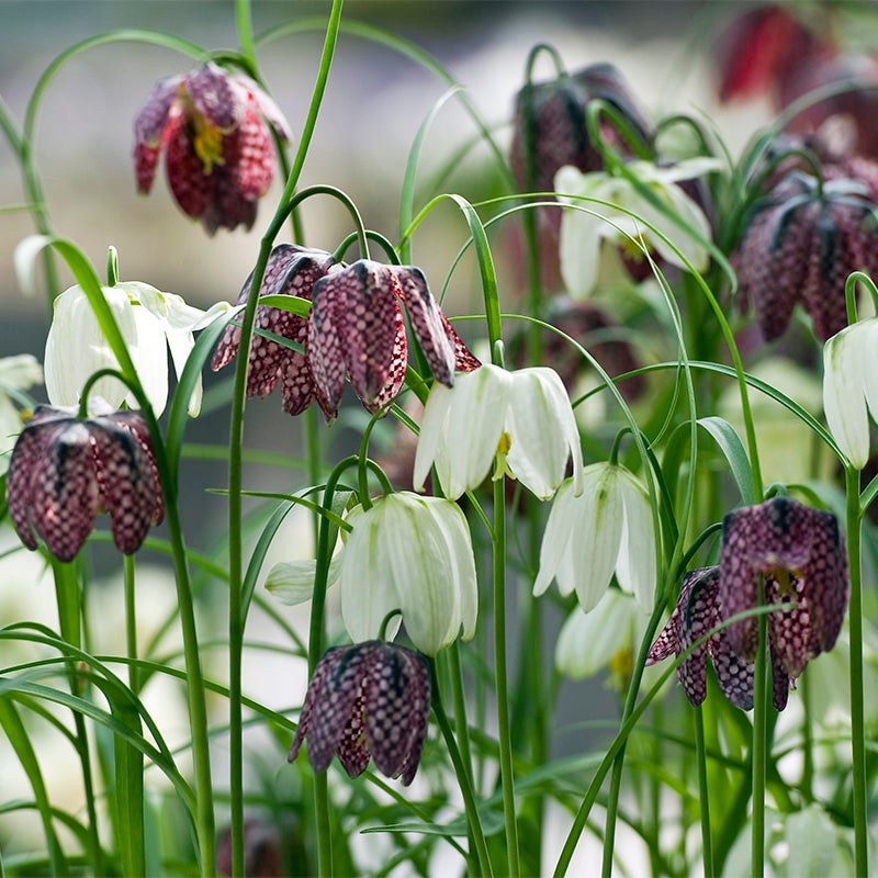 Chequered Lily Fritillaria Mix
