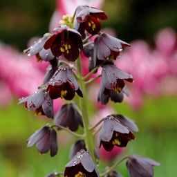 Persian Lily, Fritillaria persica, close up of purple flowers