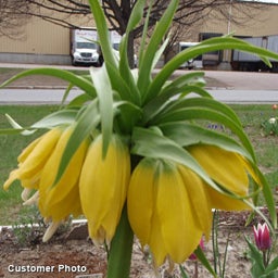 Yellow Crown Imperial