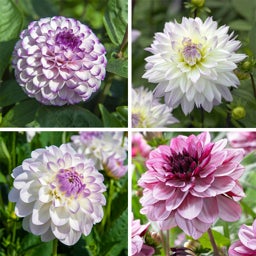 Iced Violet Dahlia Collection
