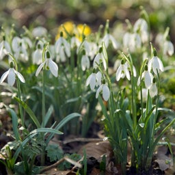 White Snowdrop Bulbs, Galanthus woronowii, Snowdrops