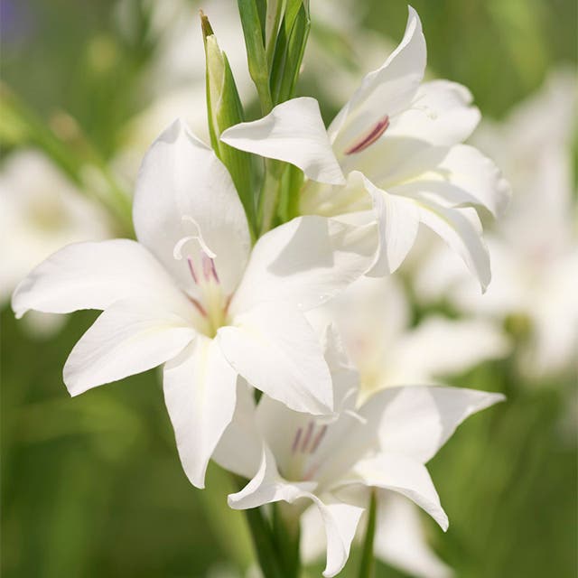 Albus Hardy Gladiolus