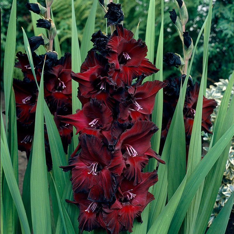 Red Gladiolus Bulbs Black Beauty, Gladiolus, Large Flowering Gladiolus