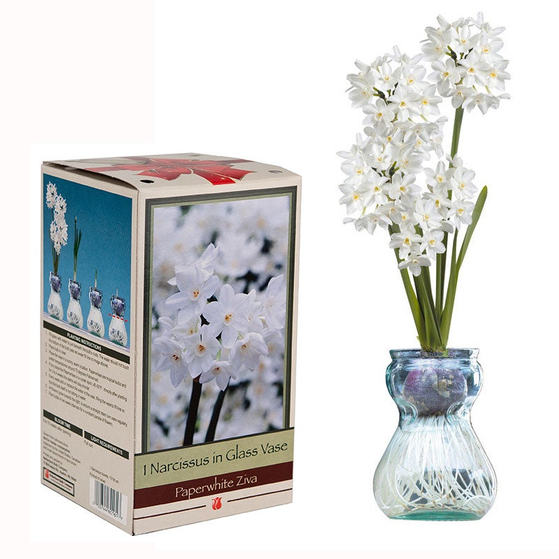Paperwhite - Glass Vase