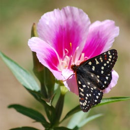 Pink Godetia Seeds, Clarkia amoena with butterfly
