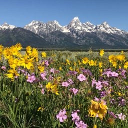 Meadow in front of Grand Teton Mountain