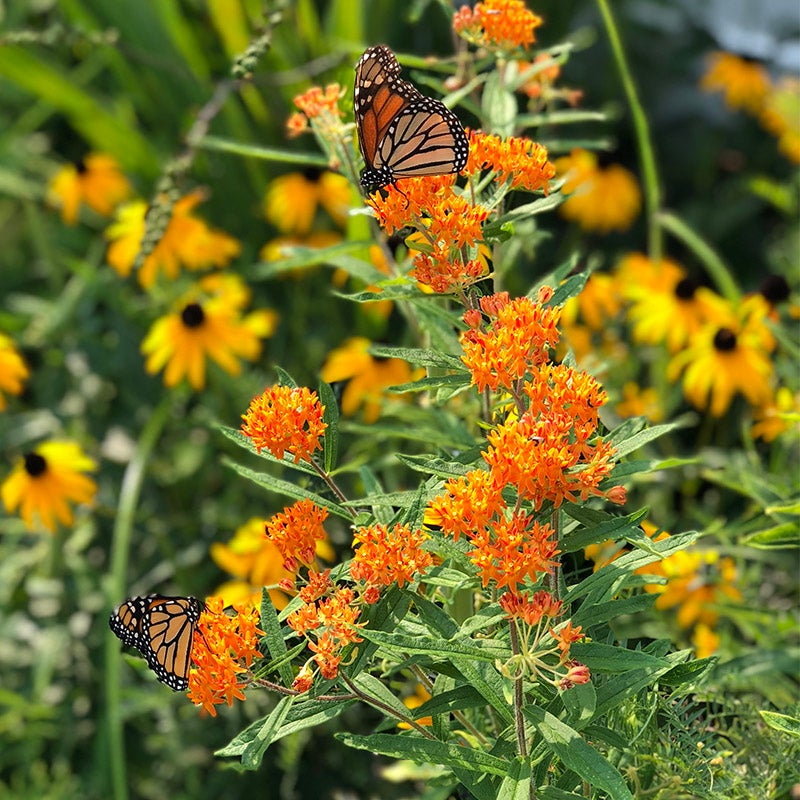 Southeast Pollinator Wildflower Seed Mix - Butterfly Weed & Monarchs, Customer Photo By Theodore H.