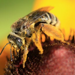 Honey Bee Wildflower Seed Mix, pollinator on sunflower