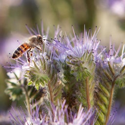 Honey Bee Wildflower Seed Mix, Phacelia with pollinator