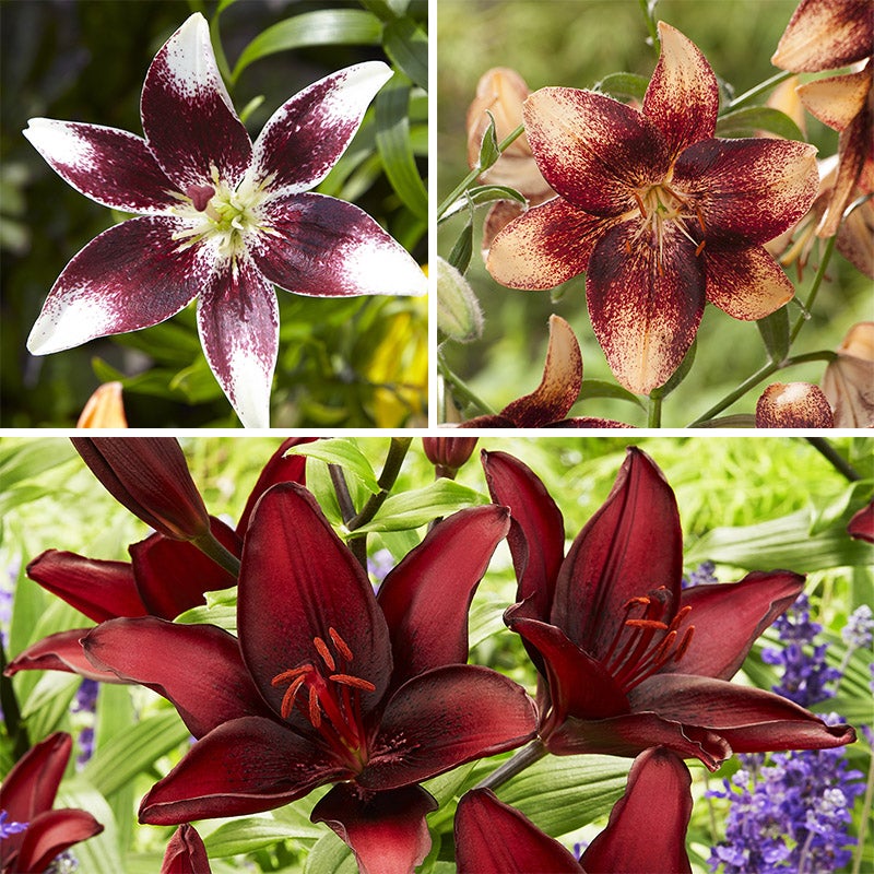 Hot Chocolate Asiatic Lily Bulb Mix