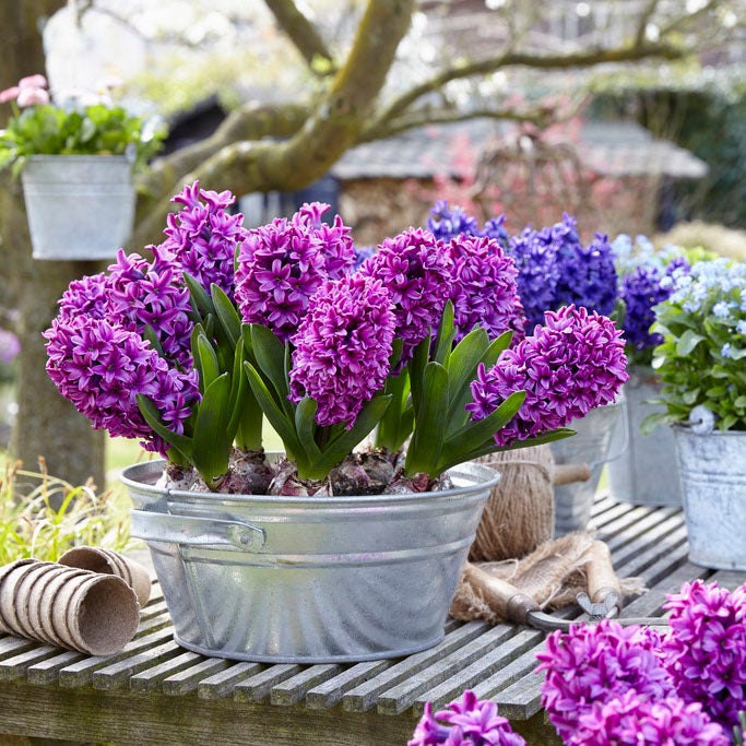 Purple Hyacinth Bulbs Miss Saigon, Hyacinthus orientalis, Hyacinth
