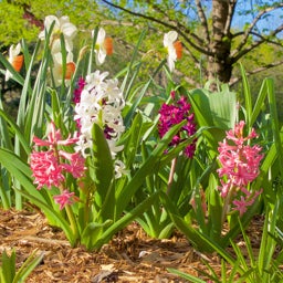 Red and Pink and White Hyacinth Bulbs Valentine Mix, Hyacinthus orientalis, Hyacinth