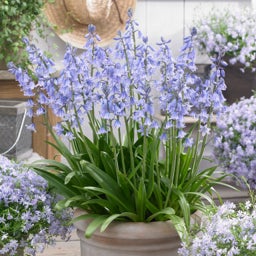 Blue Wood Hyacinth Bulbs Blue, Hyacinthoides hispanica, Wood Hyacinths, Spanish Bluebells, Scilla, In Pot