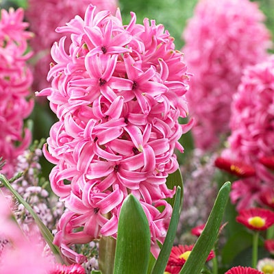 Hyacinth Bulbs Pink Pearl