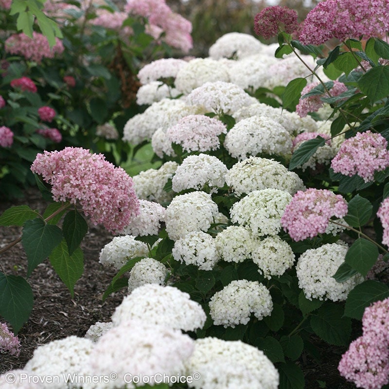 Hydrangea Invincibelle Wee White with pink Hydrangea - Photo courtesy of Proven Winners