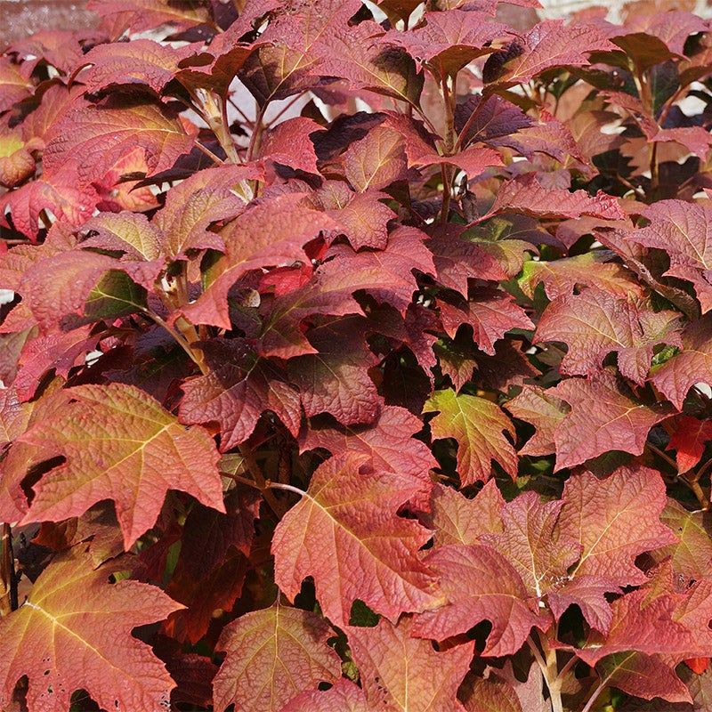 Ruby Slippers Hydrangea with fall foliage, Oak Leaf Hydrangea Ruby Slippers