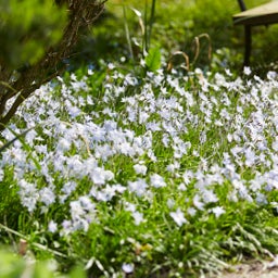 Spring Starflower White, Ipheion uniflorum White