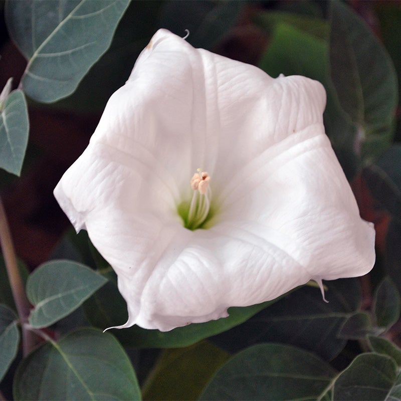 White Moon Flower Seeds, Ipomea alba, Moon Flower