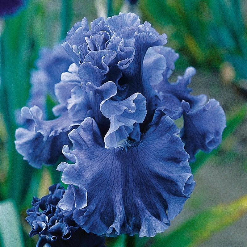 Blue Bearded Iris Sea Power, Iris germanica, Bearded Iris or German Iris