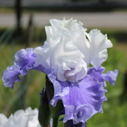 Blue and White Re-Blooming Bearded Iris Mariposa Skies, Iris germanica, Re-Blooming Bearded Iris or German Iris, Close Up