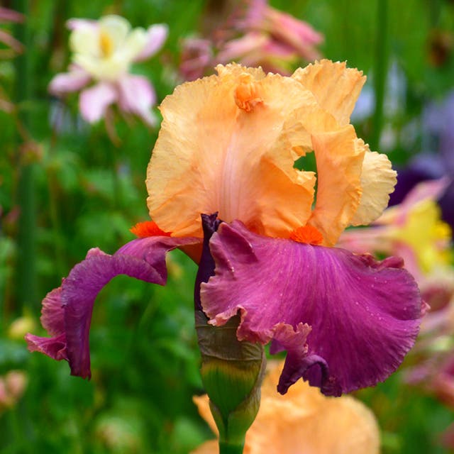 Frimousse Bearded Iris
