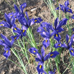 Purple Dutch Iris Bulbs Sapphire Beauty, Iris hollandica, Dutch Iris