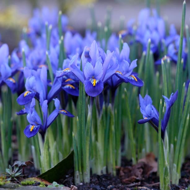 Dark Blue Specie Iris, Iris reticulata Dark Blue