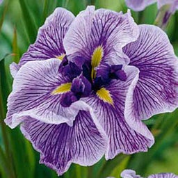 Purple Japanese Iris Caprician Butterfly, Iris ensata, Japanese Iris