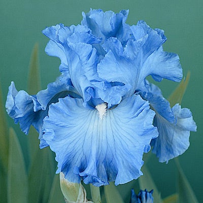 Bearded Iris Delta Blues