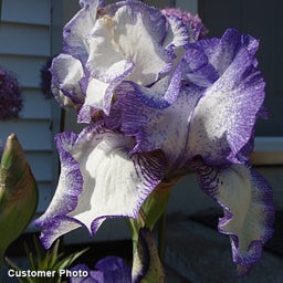 Hemstitched Reblooming Bearded Iris