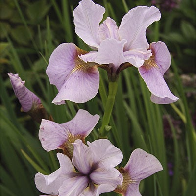 Siberian Iris Roanoke's Choice