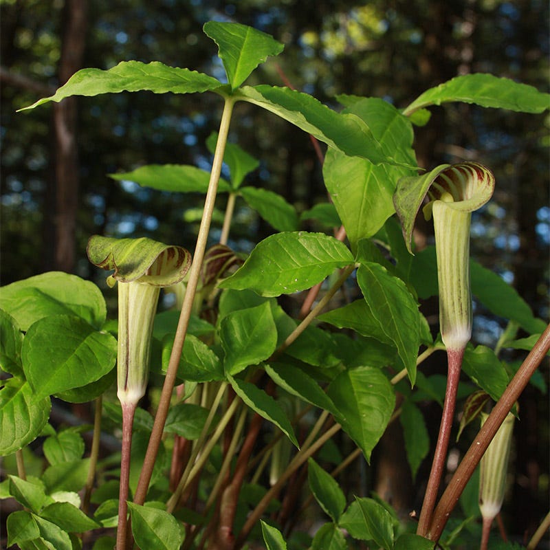 Jack in the Pulpit

