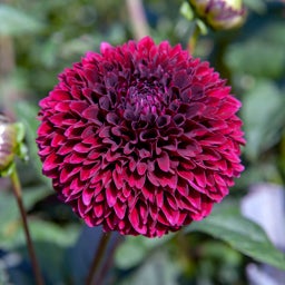Jowey Mirella Ball Dahlia flower close up