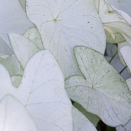 June Bride Caladium, also known as Angel Wings, leaves close up
