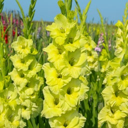 Kio Gladiolus, also known as Sword Lily, blooming in meadow