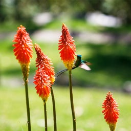 Red Hot Poker Alcazar, Kniphofia with hummingbird
