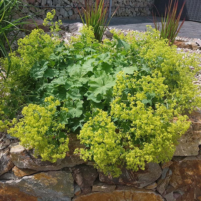 Lady's Mantle
