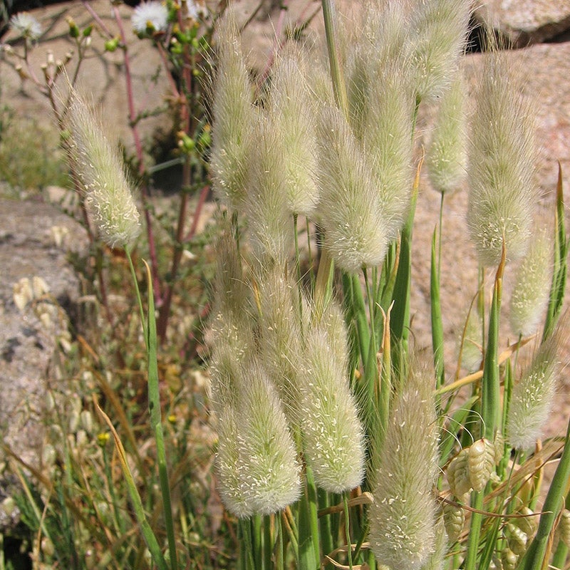 Bunny Tail Grass, Lagurus ovatus
