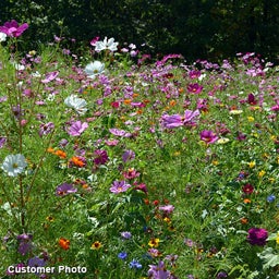 Landscaper's Big Blooms Wildflower Seed Mix