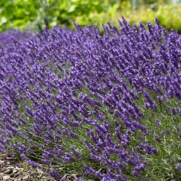 Purple Lavender Superblue, Lavandula angustifolia