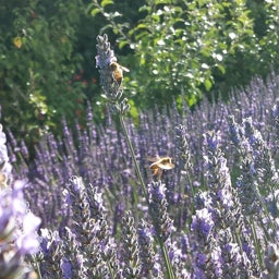 Purple Lavender Provence, Lavandula x intermedia, Lavender