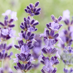 Hidcote English Lavender, Lavendula