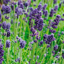Lavance Deep Purple English Lavender